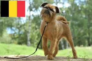 Read more about the article Criador de Griffon Anão Belga e cachorros na Bélgica
