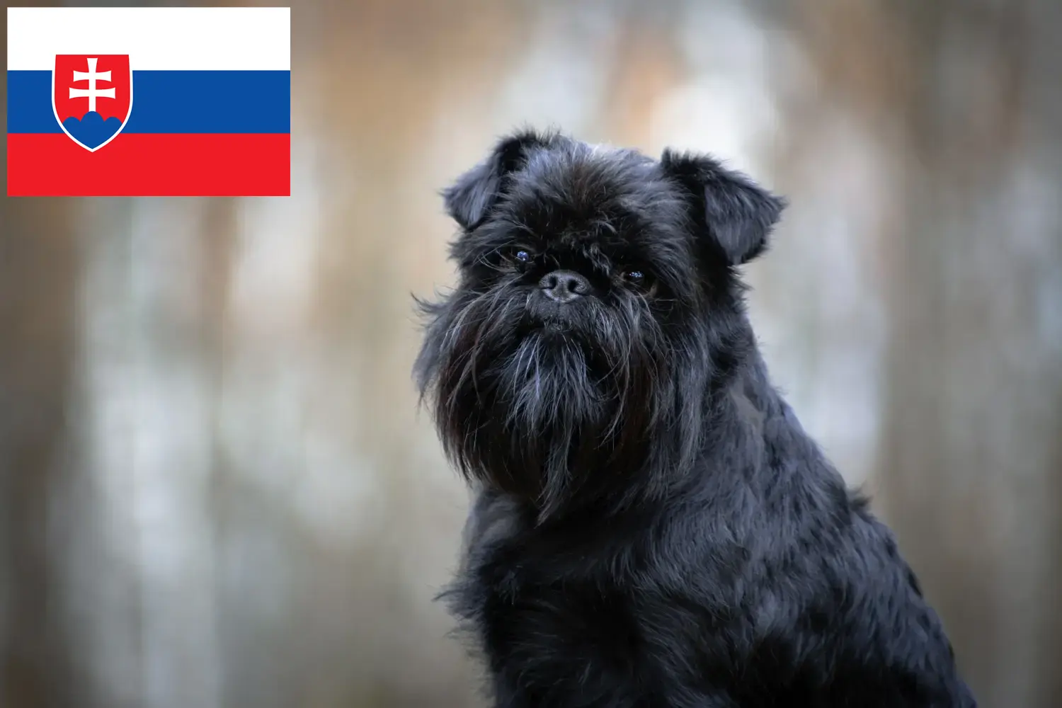 Griffon anão belga cachorros e criador Eslováquia Aqui pode encontrar criadores de Griffon Anão Belga na Eslováquia.