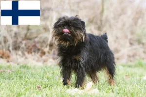Read more about the article Criador de Griffon Anão Belga e cachorros na Finlândia