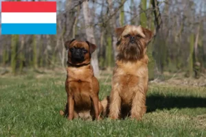 Read more about the article Criador de Griffon Anão Belga e cachorros em Luxemburgo