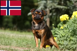 Read more about the article Criadores de Griffon Anão Belga e cachorros na Noruega