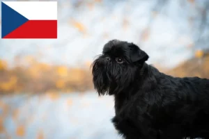 Read more about the article Criador de Griffon Anão Belga e cachorros na República Checa