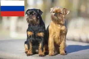 Read more about the article Criadores de Griffon Anão Belga e cachorros na Rússia