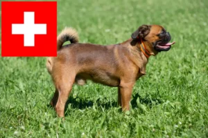 Read more about the article Criadores de Griffon Anão Belga e cachorros na Suíça