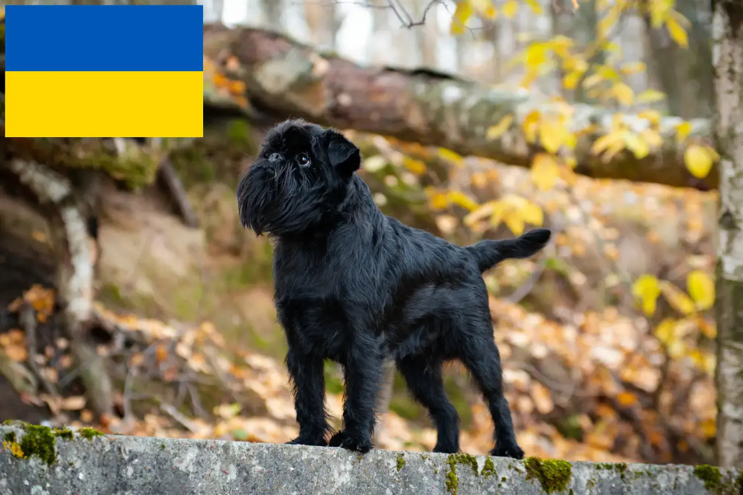 Cachorros e criadores de Griffon Anão Belga Ucrânia Aqui pode encontrar criadores de Griffon Anão Belga na Ucrânia.