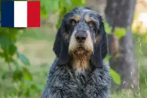 Read more about the article Criadores de Griffon Bleu de Gascogne e cachorros em França