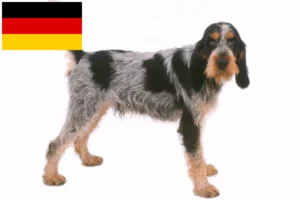 Read more about the article Criadores de Griffon Bleu de Gascogne e cachorros na Alemanha