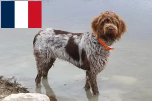 Read more about the article Griffon d’arrêt à poil dur Criadores e cachorros em França