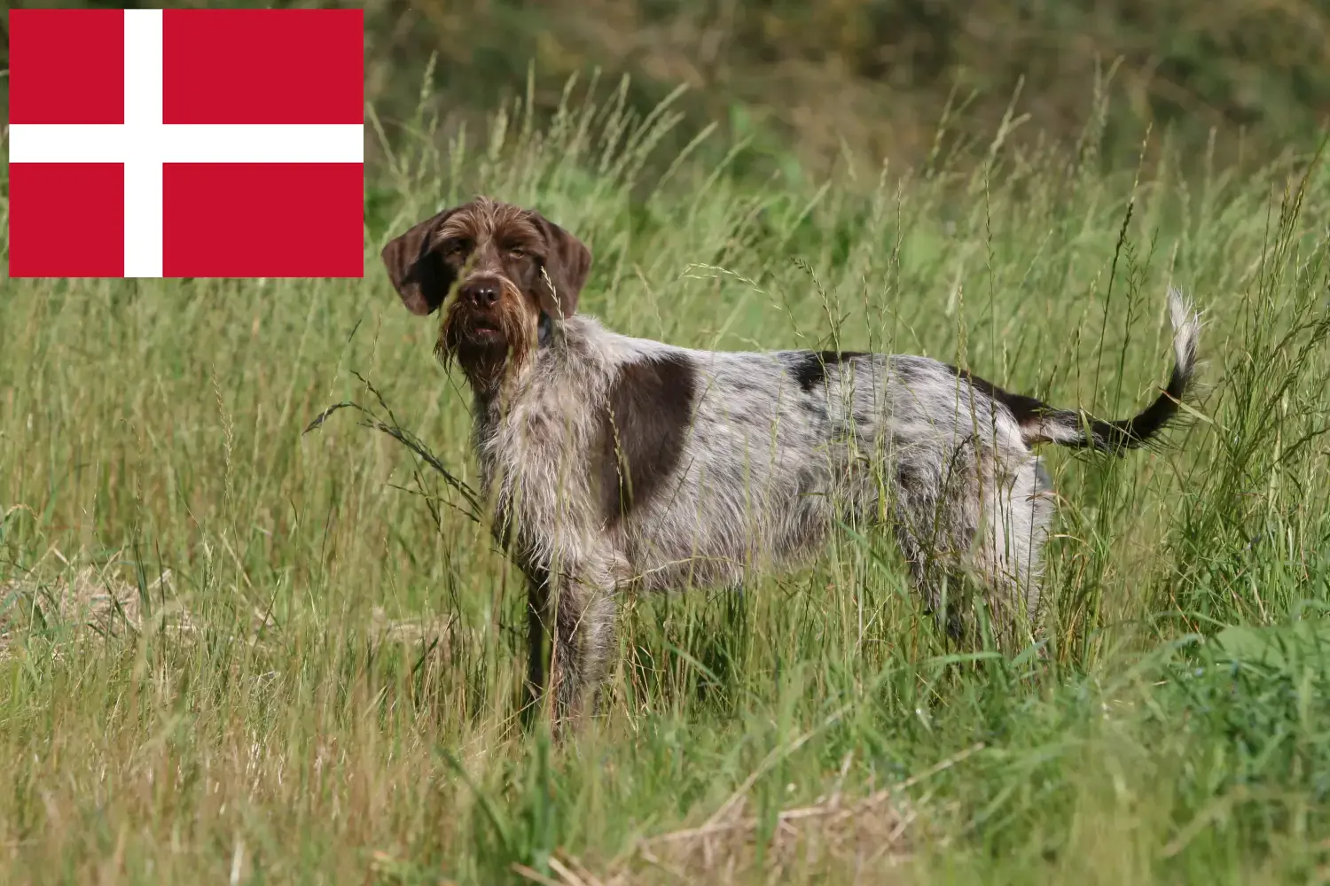 Read more about the article Griffon d’arrêt à poil dur Criador e cachorros na Dinamarca