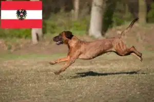 Read more about the article Criadores de Hannoverscher Schweißhund e cachorros na Áustria