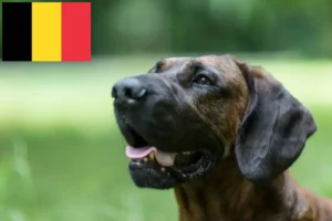 Read more about the article Criador de Cão de Soldadura Hanoveriano e cachorros na Bélgica