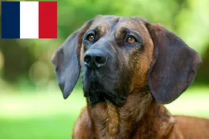 Read more about the article Criadores e cachorros de Hannoverscher Schweißhund em França