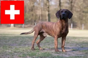 Read more about the article Criadores e cachorros de Hannoverscher Schweißhund na Suíça