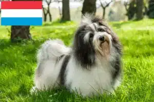 Read more about the article Criadores de Havanese e cachorros no Luxemburgo