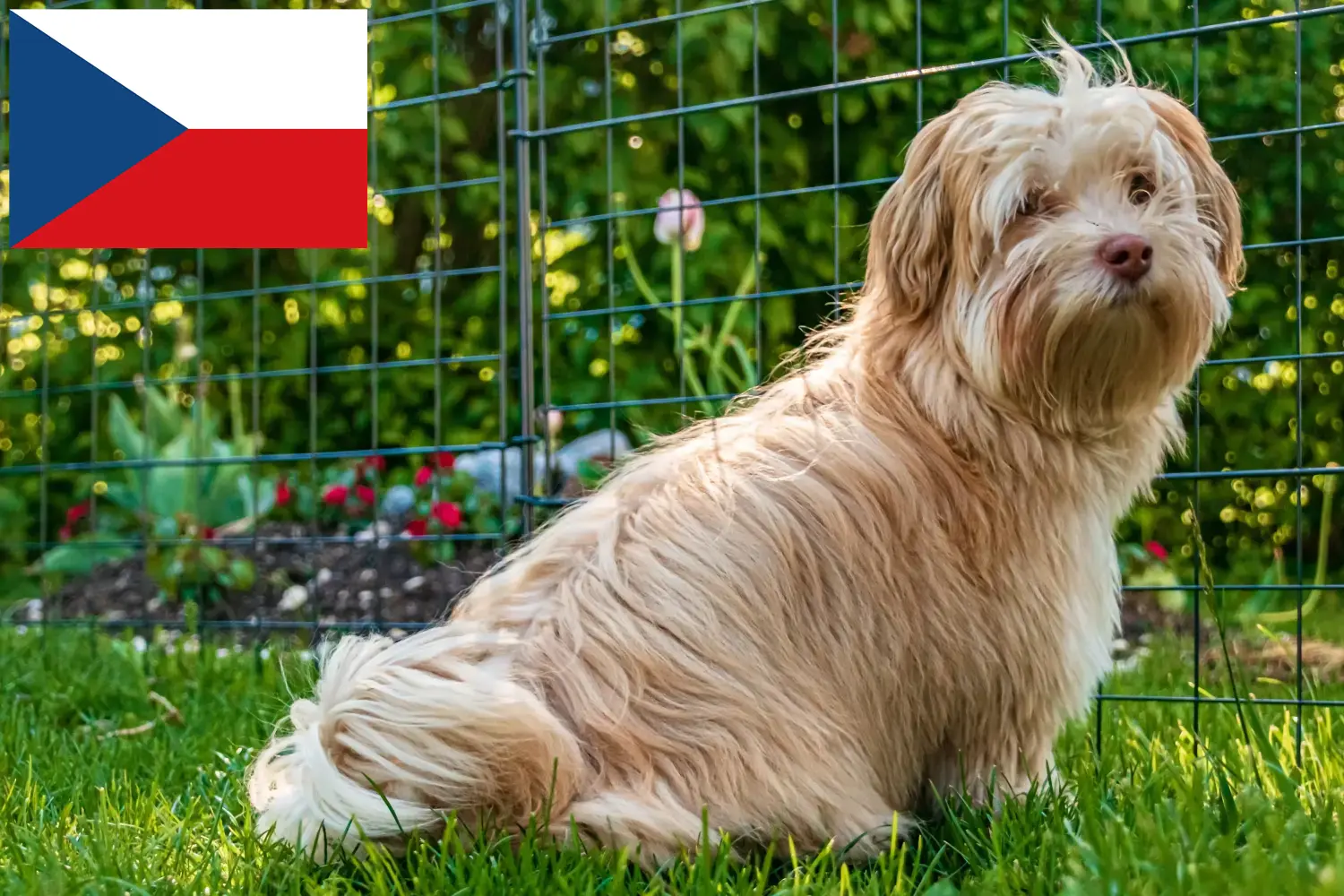 Havanese cachorros e criadores República Checa Encontre aqui criadores de Havanese na República Checa.