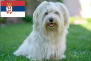 Read more about the article Criadores de Havanese e cachorros na Sérvia