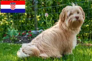 Read more about the article Criadores de Havanese e cachorros na Croácia
