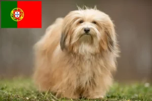 Read more about the article Criadores de Havaneses e cachorros em Portugal