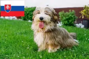 Read more about the article Criadores de Havanese e cachorros na Eslováquia