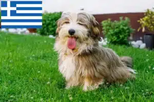 Read more about the article Criadores de Havanese e cachorros na Grécia