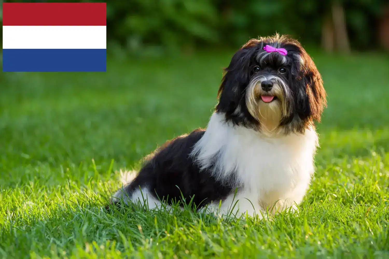 Read more about the article Criadores de Havanese e cachorros nos Países Baixos