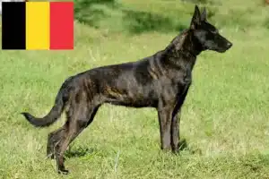 Read more about the article Hollandse Herdershond criadores e cachorros na Bélgica