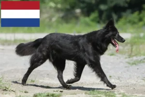 Read more about the article Hollandse Herdershond criadores e cachorros nos Países Baixos