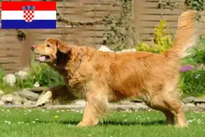 Read more about the article Criadores de Hovawart e cachorros na Croácia
