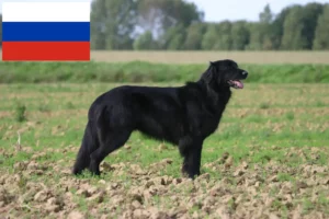 Read more about the article Criadores de Hovawart e cachorros na Rússia
