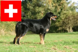Read more about the article Criadores de Hovawart e cachorros na Suíça