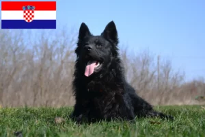 Read more about the article Criadores de Hrvatski ovčar e cachorros na Croácia