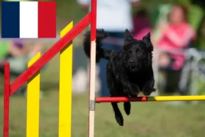 Read more about the article Criadores de Hrvatski ovčar e cachorros em França