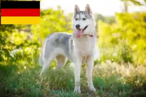 Read more about the article Criadores de Husky e cachorros na Alemanha