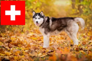 Read more about the article Criadores de Husky e cachorros na Suíça