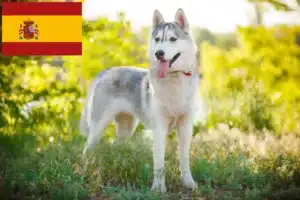 Read more about the article Criadores de Husky e cachorros em Espanha