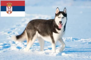 Read more about the article Criadores de Husky e cachorros na Sérvia