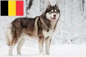 Read more about the article Criadores de Husky e cachorros na Bélgica