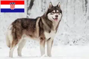 Read more about the article Criadores de Husky e cachorros na Croácia