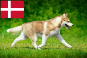 Read more about the article Criadores de Husky e cachorros na Dinamarca