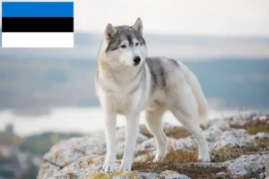 Read more about the article Criadores de Husky e cachorros na Estónia