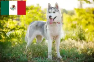 Read more about the article Criadores de Husky e cachorros no México