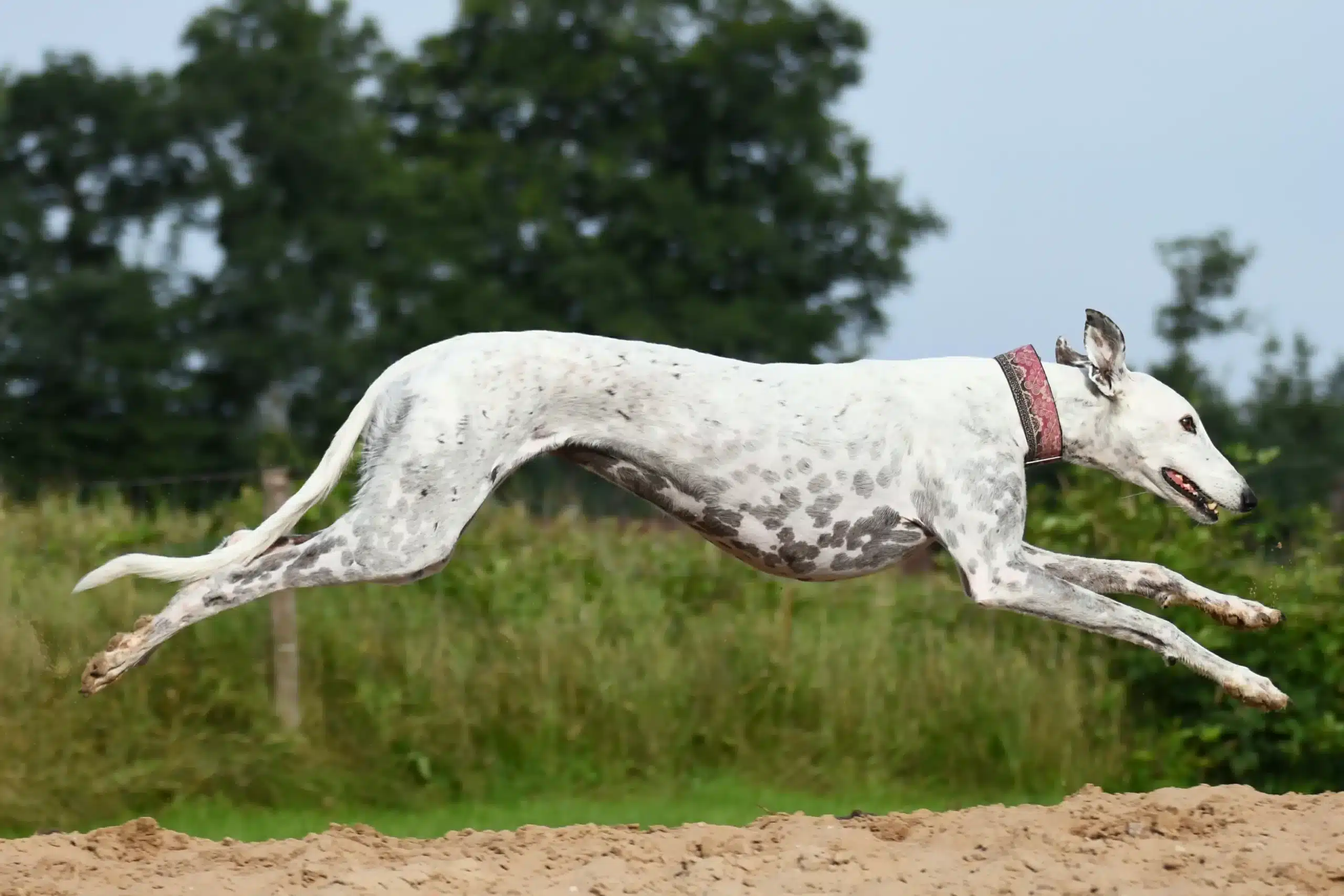 Read more about the article Criador de galgos
