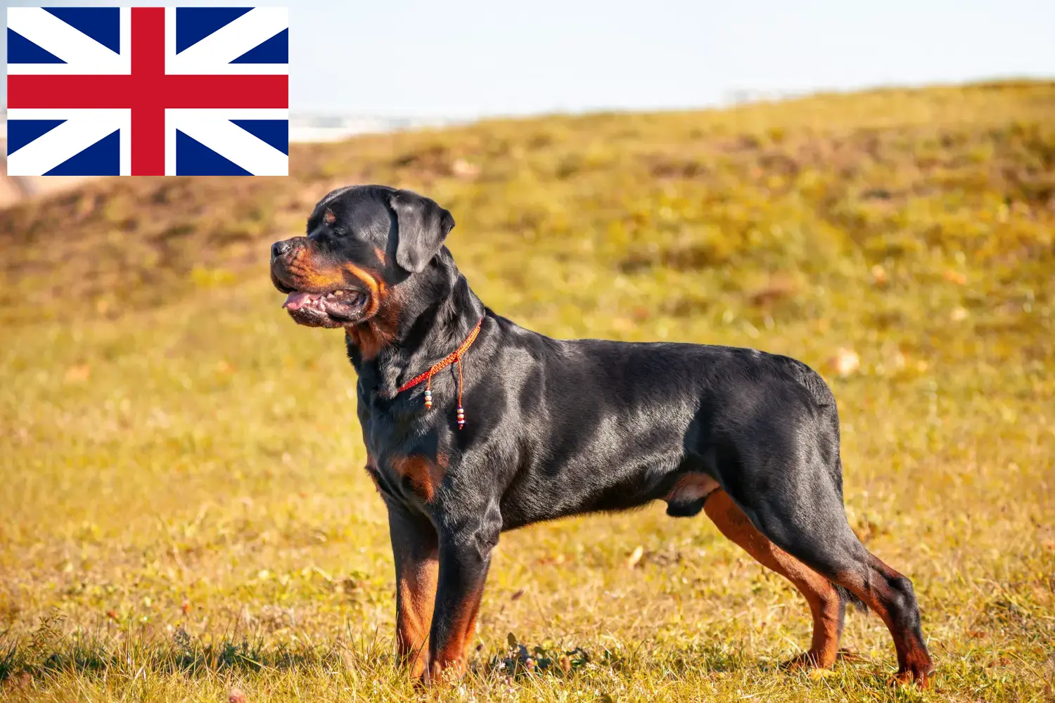 Filhotes e criadores de Rottweiler Grã-Bretanha Aqui pode encontrar criadores de Rottweiler na Grã-Bretanha.