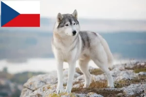 Read more about the article Criadores de Husky e cachorros na República Checa