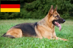 Read more about the article Criadores de cães de pastor e cachorros na Alemanha