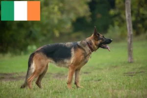 Read more about the article Criadores de cães de pastor e cachorros na Irlanda