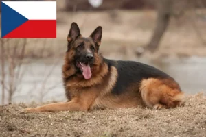 Read more about the article Criadores de cães de pastor e cachorros na República Checa