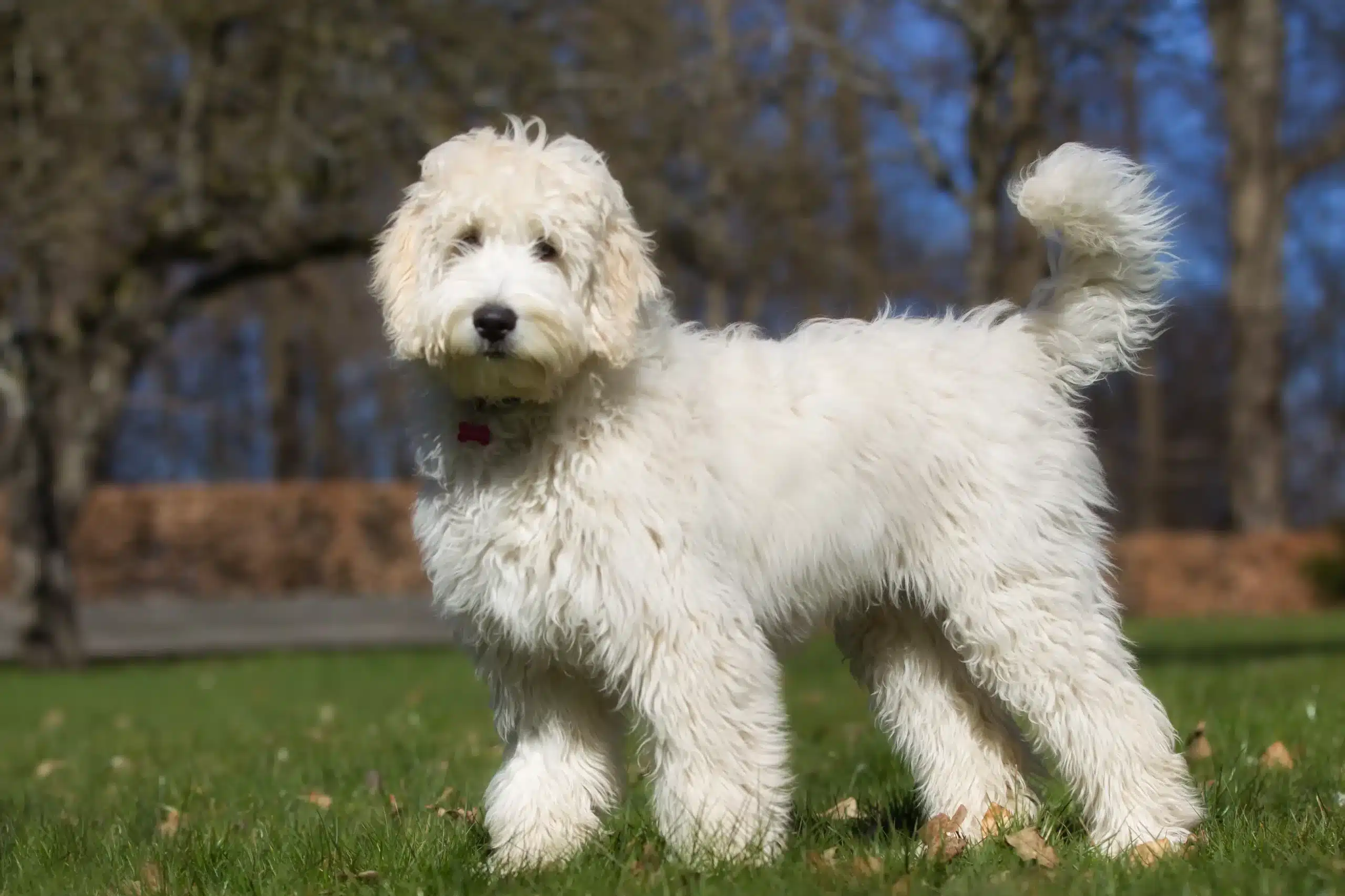 Read more about the article Criador de Labradoodle Australiano