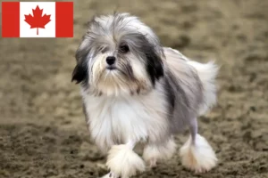 Read more about the article Criadores de Löwchen e cachorros no Canadá