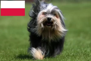 Read more about the article Criadores de Löwchen e cachorros na Polónia